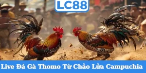 live-da-ga-thomo